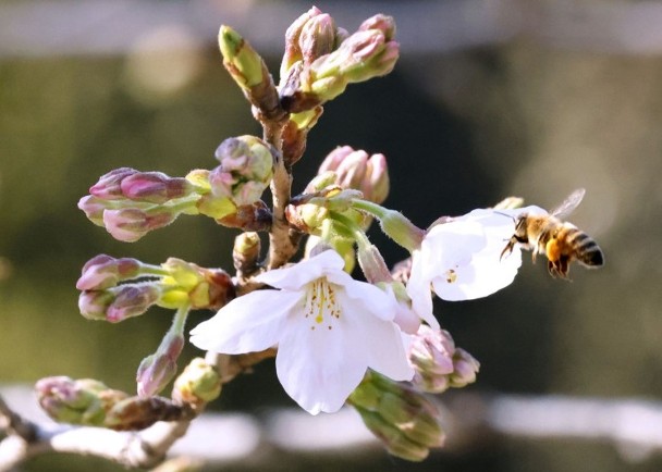 Cherry blossoms in Tokyo bloom today, and the peak is expected next week