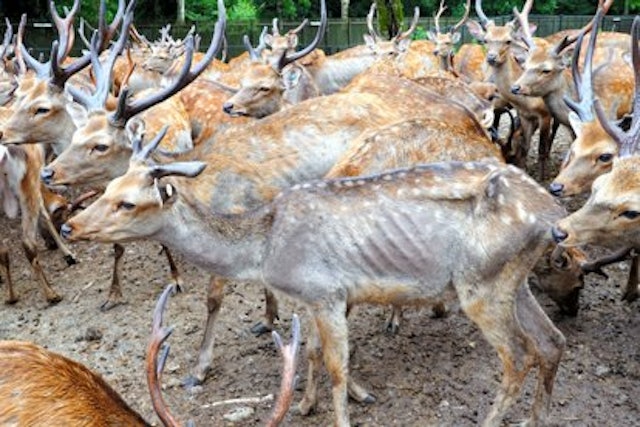 Excessive numbers and lack of food prompt Japan to consider culling deer