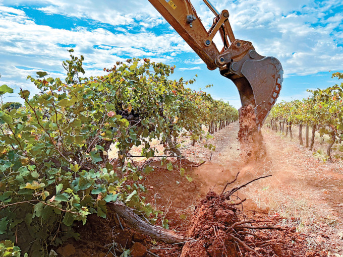 Red wine is in oversupply, and Australian farmers are destroying millions of grapevines